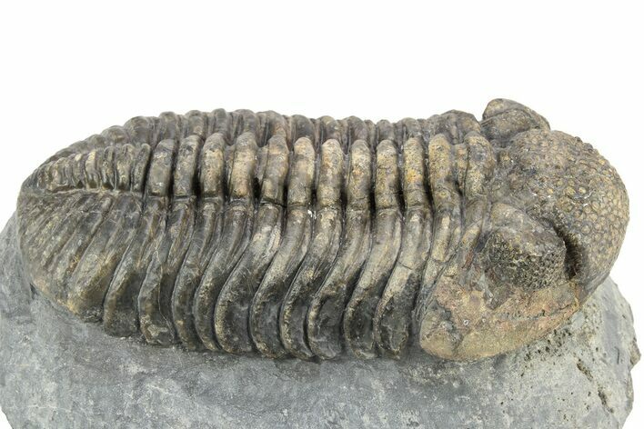 Large, Mutli-Toned Pedinopariops Trilobite - Mrakib, Morocco #253701